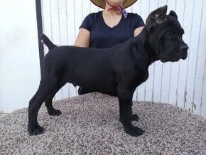 wunderschöne Cane Corso Welpen