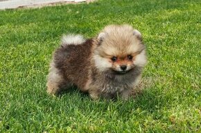 Pomeranian