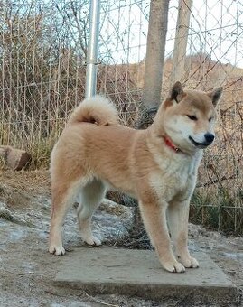 Shiba inu Hündinen