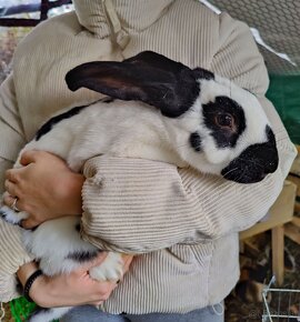 Süße Meerschweinchen und Kaninchen - 2