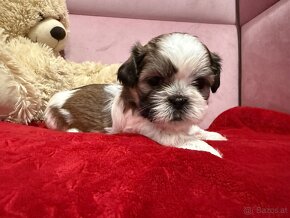 Shih-tzu  stammbaum haben Shih tzu Shi tzu si cu - 2