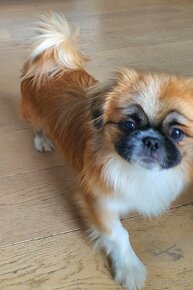 Pekinese 2 Jahre, 4 kg sucht - 2