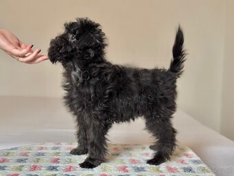 Affenpinscher with pedigree - 2