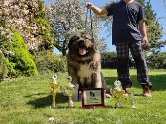 Kaukasischer Schäferhund Hund - 2