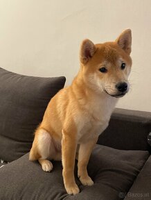 Shiba Inu Welpe - 2