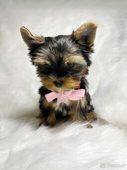 Yorkshire Terrier - 2