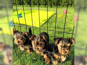 Schöne Yorkshire Terrier Welpen zur Adoption - 2