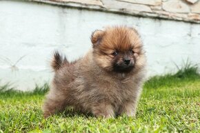 Pomeranian - 2