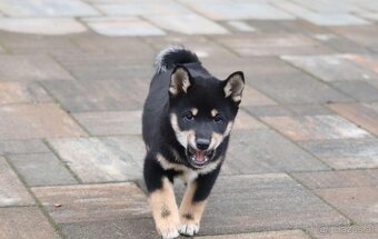 Shiba inu Welpen - 2