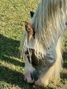 Irish Cob – Luxushengst - 2