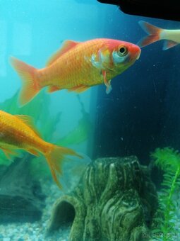 Dringendst Suche die 2 Goldfische  ein neues Aquarium - 2