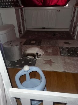 Ragdoll Kater - 3