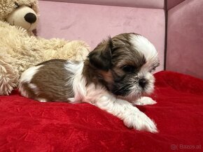 Shih-tzu  stammbaum haben Shih tzu Shi tzu si cu - 3