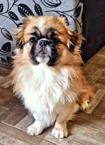 Pekinese 2 Jahre, 4 kg sucht - 3