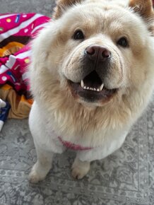 Chow chow - 3