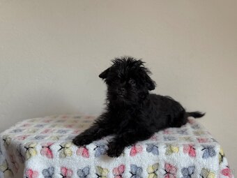 Affenpinscher with pedigree - 3