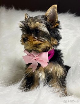 Yorkshire Terrier - 3