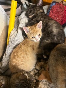 Baby Katze zu vergeben - 3