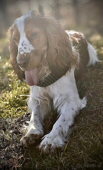 Cocker Spaniel, 2 Jahre alt, Rüde - 3