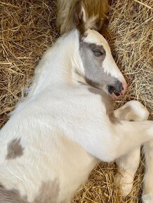 Irish Cob – Luxushengst - 3