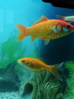 Dringendst Suche die 2 Goldfische  ein neues Aquarium - 3