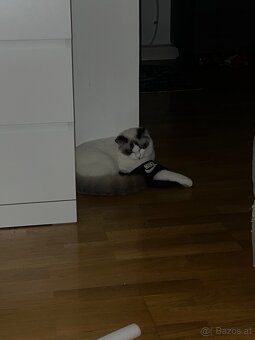 Ragdoll Kater - 4