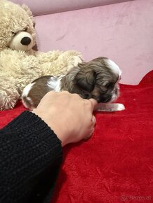 Shih-tzu  stammbaum haben Shih tzu Shi tzu si cu - 4