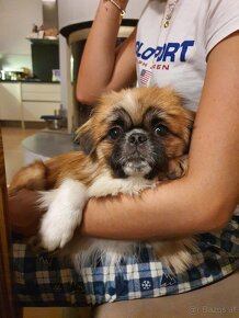 Pekinese 2 Jahre, 4 kg sucht - 4