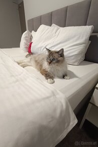 Ragdoll-Katze mit Herkunftszertifikat - 4