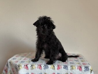 Affenpinscher with pedigree - 4