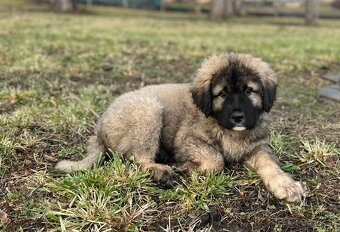 Kaukasischer Schäferhund Hund - 4