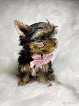 Yorkshire Terrier - 4