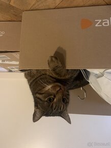 Lieber Kater sucht neues Zuhause - 4