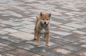 Shiba inu Welpen - 4