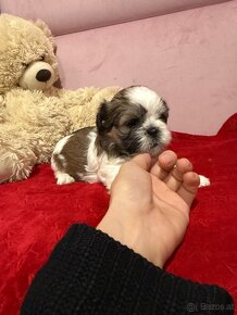 Shih-tzu  stammbaum haben Shih tzu Shi tzu si cu - 5