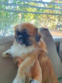 Pekinese 2 Jahre, 4 kg sucht - 5