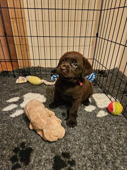 Labrador Welpen mit Stammbaum - 5