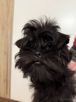 Affenpinscher with pedigree - 5