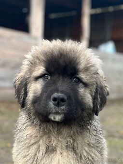 Kaukasischer Schäferhund Hund - 5