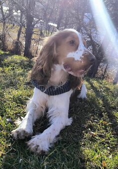 Cocker Spaniel, 2 Jahre alt, Rüde - 5