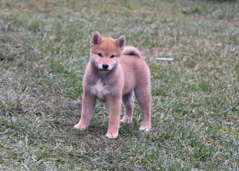 Shiba inu Welpen - 5