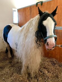 Irish Cob – Luxushengst - 5