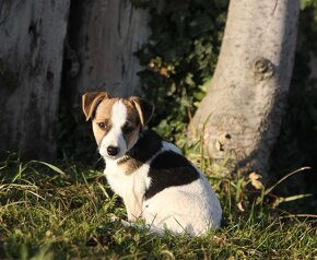 (Mittelgroße) Mix Welpen suchen ihr Traumzuhause - 6