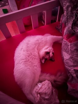 Ragdoll Kater - 6