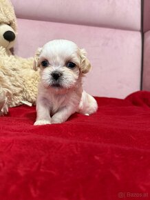 Shih-tzu  stammbaum haben Shih tzu Shi tzu si cu - 6