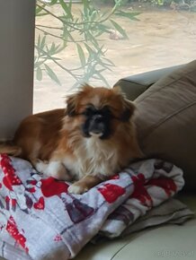 Pekinese 2 Jahre, 4 kg sucht - 6