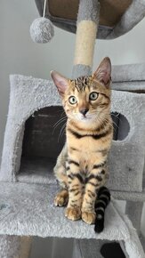 Bengal Katze - 6