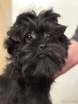 Affenpinscher with pedigree - 6