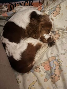 Cocker Spaniel, 2 Jahre alt, Rüde - 6