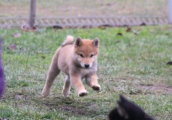 Shiba inu Welpen - 6